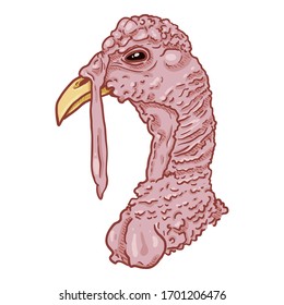 Vector Cartoon Head of Turkey Bird on WHite Background
