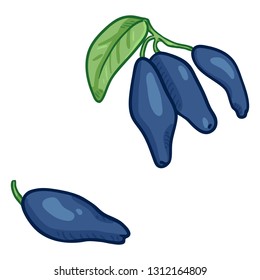 Vector Cartoon Honeysuckle Berries on Branch