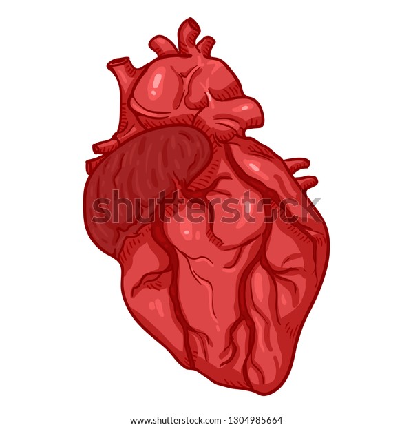 Vector Cartoon Human Heart Anatomical Organ Stock Vector (Royalty Free ...