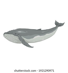 Vector Cartoon Humpback Whale on White Background