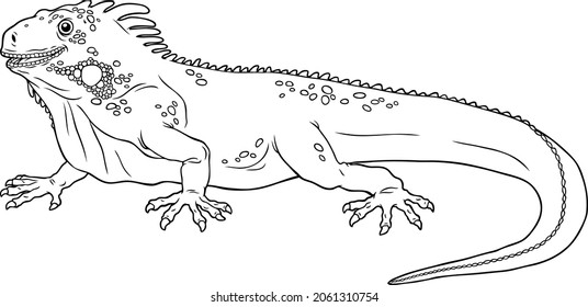 Vector Cartoon Iguana Line Art Stock Vector (Royalty Free) 2061310754 ...