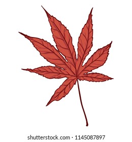 Vector Cartoon Illustration - Autumn Fallen Red Leaf of Japanese Maple