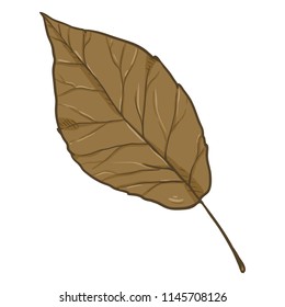 Vector Cartoon Illustration - Autumn Fallen Brown Leaf of Poplar