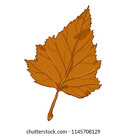 Vector Cartoon Illustration - Autumn Fallen Orange Leaf of Birch