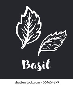 Vector cartoon illustration basil icon in white style isolated on black background. Herb an spices symbol with lettering name