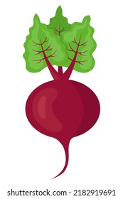 Vector cartoon illustration of a beet isolated on white background. Fresh and healthy food or vegetarian and vegan theme. Organic farm vegetables. 