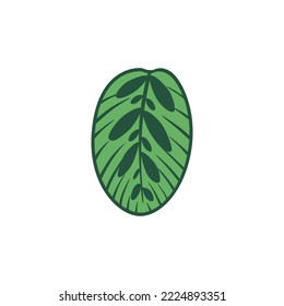 Vector cartoon illustration of Calathea makoyana leaf.