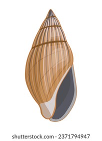 Vector cartoon illustration of colorful seashells on a white background.