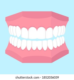 Vector cartoon illustration of dental jaw model isolated on blue background. Dental concept.