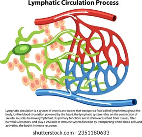 A vector cartoon illustration depicting the biology of lymphatic circulation