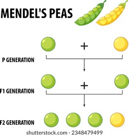 A vector cartoon illustration depicting Gregor Mendel's cross-pollination experiment with pea plants