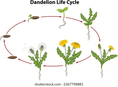 A vector cartoon illustration depicting the life cycle of a dandelion flower