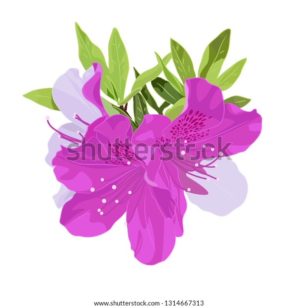 Vector Cartoon Illustration Dwarf Korean Azalea : image vectorielle de ...