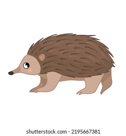 Vector cartoon illustration of echidna isolated on white background. Animals of Australia.
