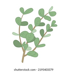 Vector cartoon illustration of eucalyptus branch isolated on white background.
