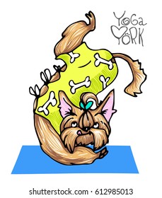 Vector cartoon illustration with a funny Yorkshire terrier dog in yellow dress doing yoga exercise " Locust pose " on a white background. Sports, healthy lifestyle, doing workout.