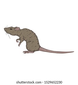 Vector Cartoon Illustration - Gray Rat