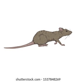 Vector Cartoon Illustration - Gray Rat