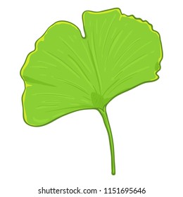 Vector Cartoon Illustration - Green Leaf of Ginkgo Tree
