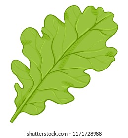 Vector Cartoon Illustration - Green Leaf of Oak Tree