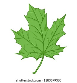 Vector Cartoon Illustration - Green Leaf of Maple