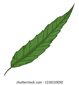 Vector Cartoon Illustration - Green Leaf of Crack Willow