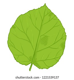 Vector Cartoon Illustration - Green Leaf of Hazel Tree
