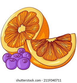 Vector cartoon illustration of half and slice of orange with blueberries isolated on white. Sliced citrus, organic product. Orange wedges. Food Icon. Design for cookbook, restaurant business.