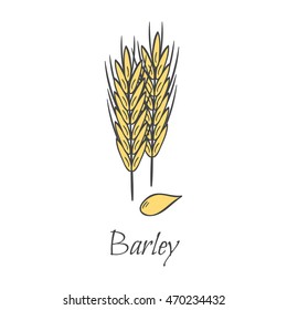 Vector cartoon illustration with hand drawn barley seeds. Cartoon ripe ear for harvesting autumn background. Gold whole natural grains. Agriculture vector isolated icon. Bread hand drawn background