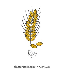 Vector cartoon illustration with hand drawn rye seeds. Cartoon ripe ear for harvesting autumn background. Gold whole natural grains. Agriculture vector isolated icon. Bread hand drawn background
