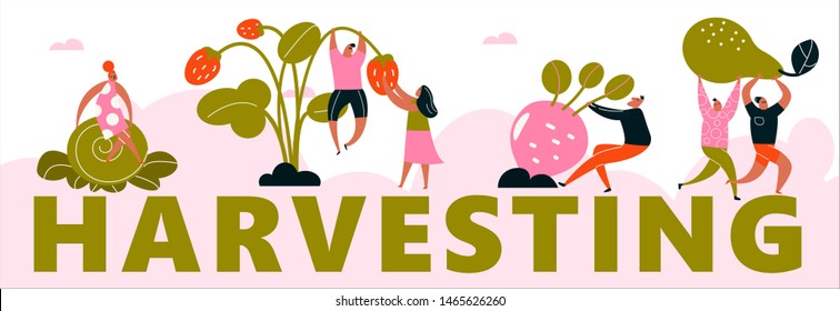 Vector cartoon illustration of harvesting people. Harvest festival, healthy lifstyle concept. Web banner. Harvesting.