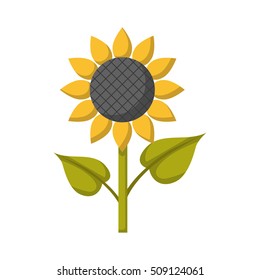 Vector cartoon illustration with isolated flat sunflower icon. Summer garden plant with yellow petals and sunflower seeds. Cartoon vector icon