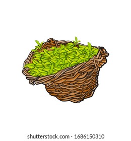 Vector cartoon illustration with many tea leaves in a basket