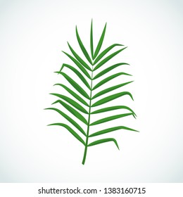 Vector cartoon illustration of palm tree leaf. Tropical green plant icon isolated on white background for web, print, decoration, design, sale, party, summer poster.