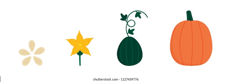 Vector cartoon illustration of pumpkin, squash life cycle throughout the growth season.