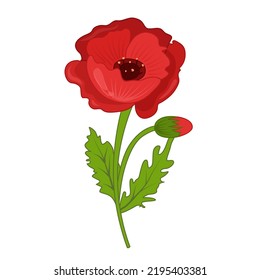 Vector cartoon illustration of a red poppy on a white background.
