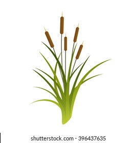 Reeds Vector Illustration Bulrush Stock Vector (Royalty Free) 129558131