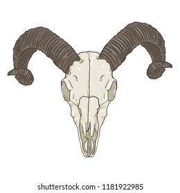 Vector Cartoon Illustration - Skull of Ram. Front View.