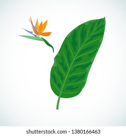 Vector cartoon illustration of strelitzia flower and leaf. South African plant, crane flower or bird of paradise. Tropical plant icon isolated on white background for party, summer poster.