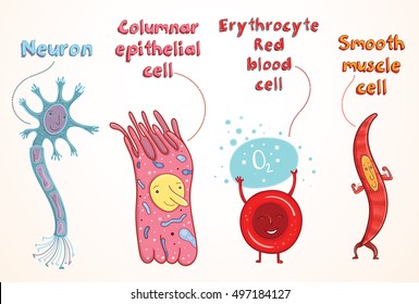 Vector Cartoon Illustration For Study In School. Human Somatic Cells: Neuron, Erythrocyte, Epithelial Cell, Myocyte.