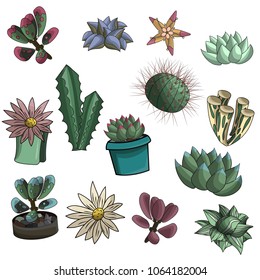 Vector cartoon illustration succulent, design doodles art image, summer gaden nature. All items are separated.