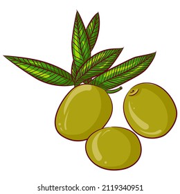 Vector cartoon illustration of three green olives with leaves isolated on white. Product for a healthy lifestyle. Healthy vegetarian food, diet meal. Food Icon. Design for cookbook, restaurant busines