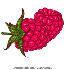 Dibujo vectorial de dos frutos de frambuesa con cola aislada en blanco. Frutos de granja sanos, productos orgánicos, comida de verano. Icono de comida. Diseño para libros de cocina, restaurantes.