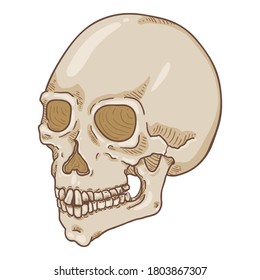Vector Cartoon Illustration - White Human Skull