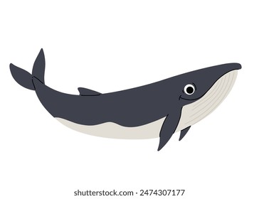 Vector cartoon illustrations of fin whale on a white background. Flat cute icon of whale. Underwater world, ocean, underwater inhabitants.