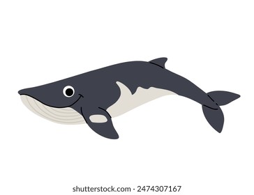 Vector cartoon illustrations of minke whale on a white background. Flat cute icon of whale. Underwater world, ocean, underwater inhabitants.