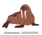 Vector cartoon illustrations of walrus on a white background. Flat cute icon of walrus. Underwater world, ocean, underwater inhabitants.