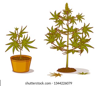 Vector cartoon image of outdoor and indoor (in pot) marijuana (hemp, cannabis) plants. Isolated.