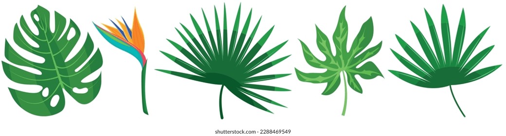 Imagen vectorial de hojas tropicales. El concepto de verano y de viaje Un elemento botánico para tu diseño.