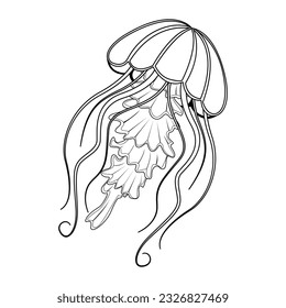 Vector Cartoon Jellyfish Character isolated illustration